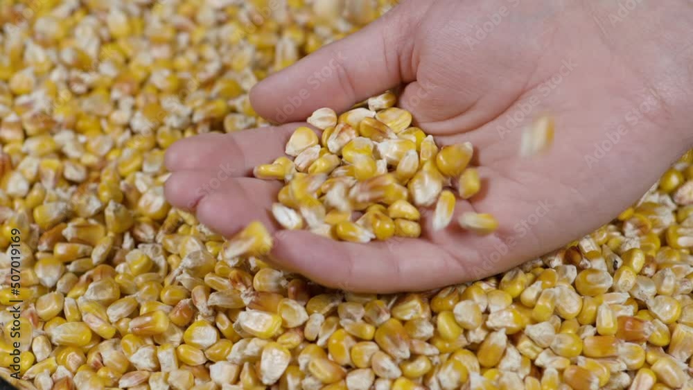 GMO Corn Kernels Maize Macro Shot. Organic Healthy Food. Slow Motion Farmer Holding Organic Corn Maize in Hands Slow Motion Dried Corn Grains Falling on Hands Farmer Texture Background Close Up. GMO Corn Kernels Maize Macro Shot. Organic Healthy Food. Slow Motion Farmer Holding Organic Corn Maize in Hands Slow Motion Dried Corn Grains Falling on Hands Farmer Texture Background Close Up.