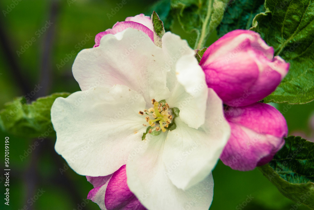 Fresh beautiful flowers of the apple tree. Fresh beautiful flowers of the apple tree.
