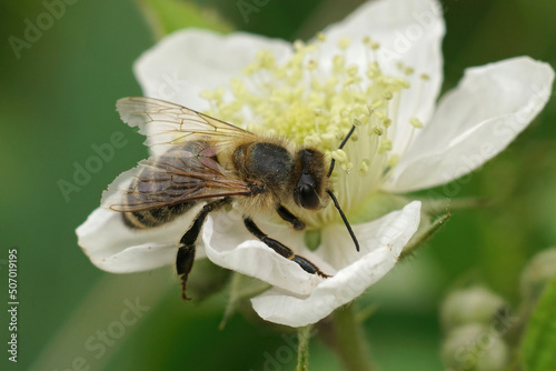 Closeup on a hairy honeybee worked, Apis mellifera, drinking nectar from a brambleberry