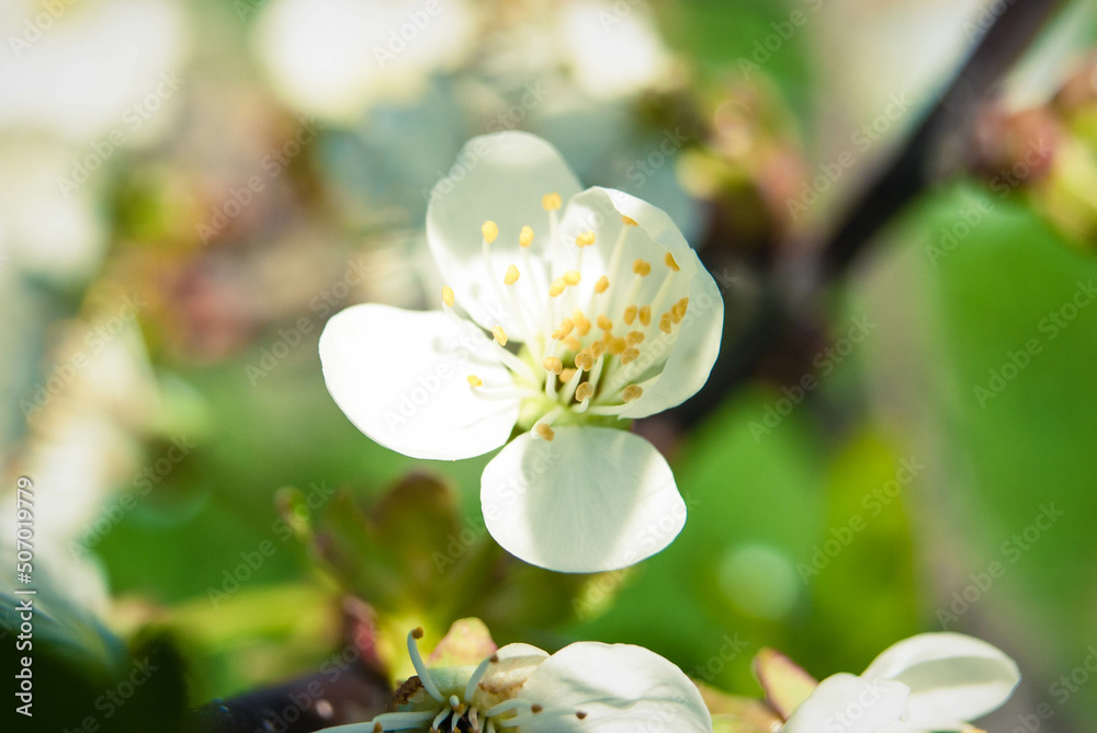 Fresh spring beautiful flowers of the cherry tree. Fresh spring beautiful flowers of the cherry tree.