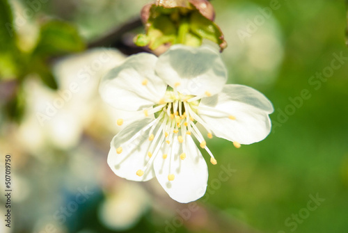 Fresh spring beautiful flowers of the cherry tree.