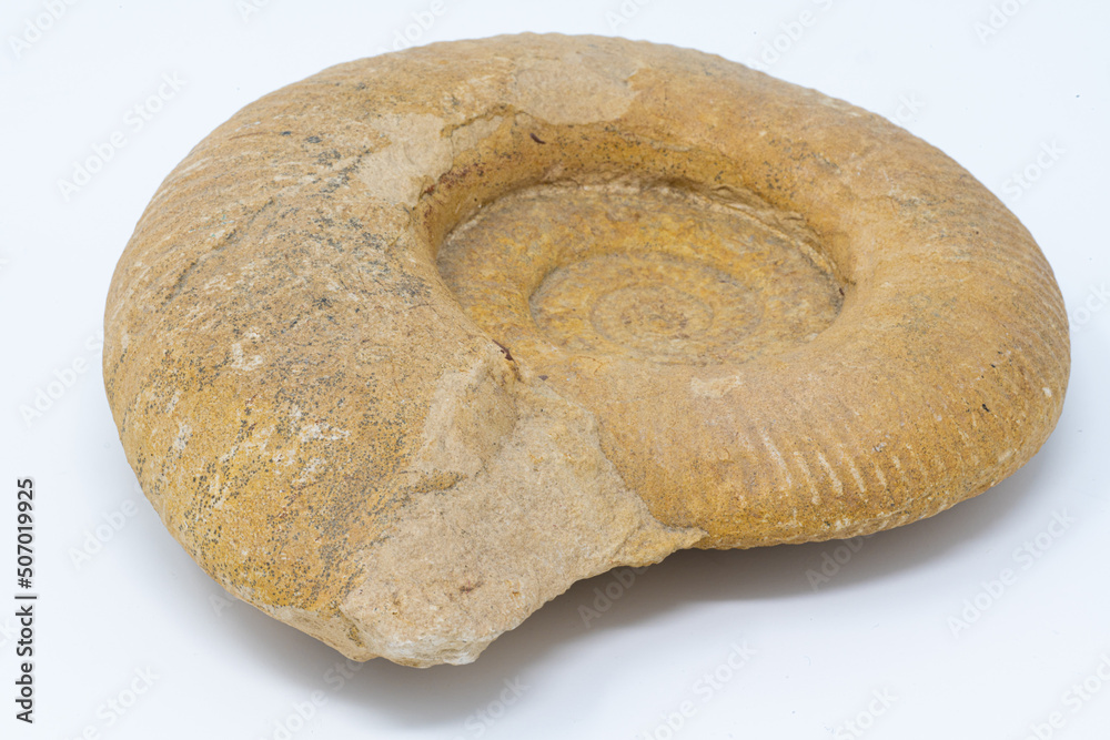 Isolated closeup of Ammonoidea, Ammonite fossil Isolated closeup of Ammonoidea, Ammonite fossil