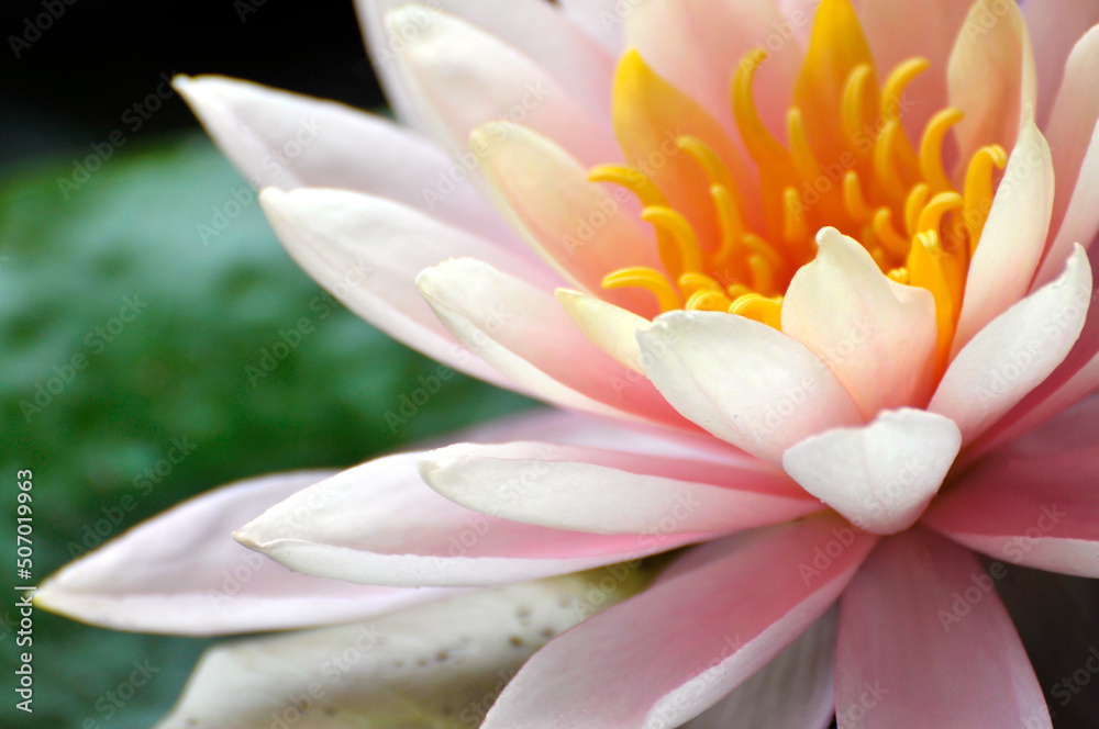 Waterlily flower in pond Waterlily flower in pond