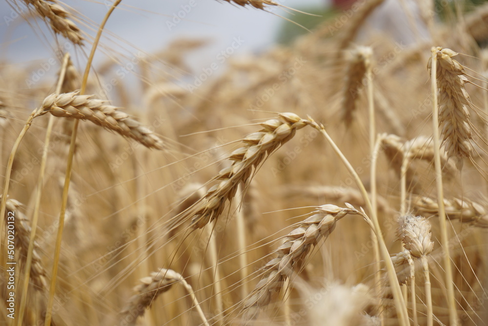 Fototapeta premium Getreidefeld