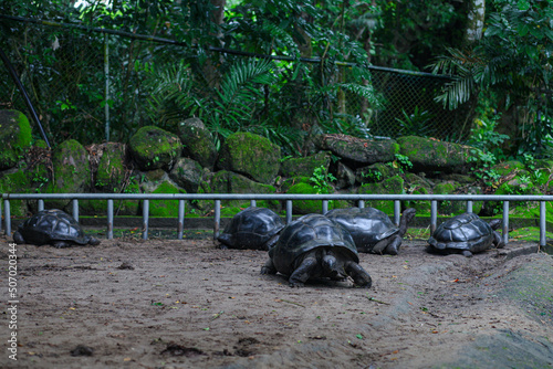 many giant tortoises from Seychelles. High quality photo