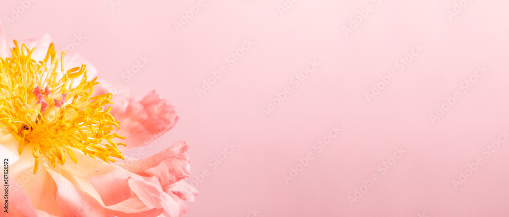 Pink flowers peonies on pink background. Beautiful pink peony flower background.