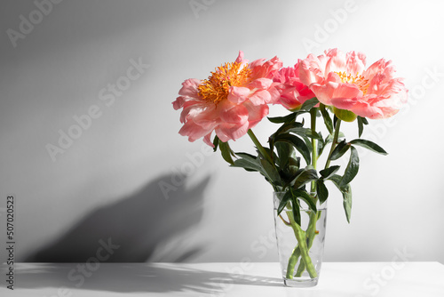 Pink peonies in glass vase against gray wall with shadow. Beautiful pastel pink peony bouquet.