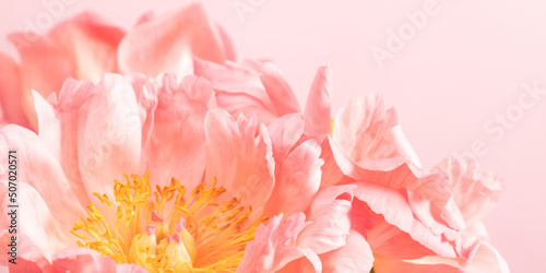 Pink flowers peonies on pink background. Beautiful pink peony flower background. © prime1001