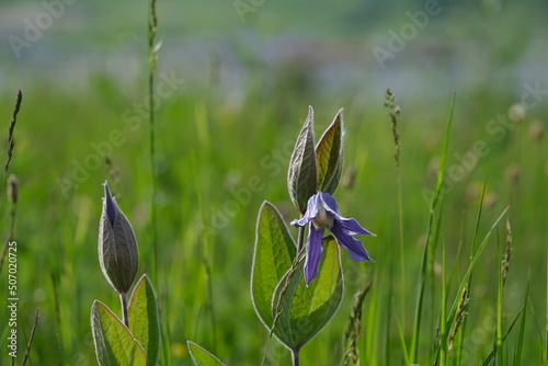 Blooming solitary clematis flower in the wild photo