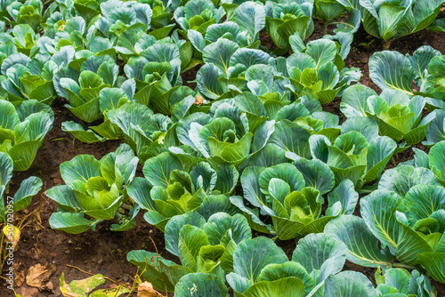 Organically grown Cauliflower, Brassica oleracea in the hills of Uttarakhand India. Himalayan region of Northern India.