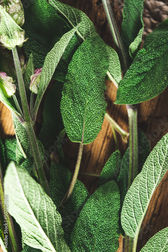 close up of leaves