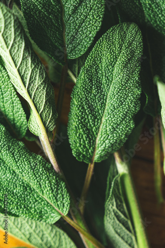 close up of sage leaf