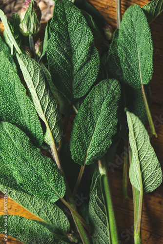close up of sage leaves