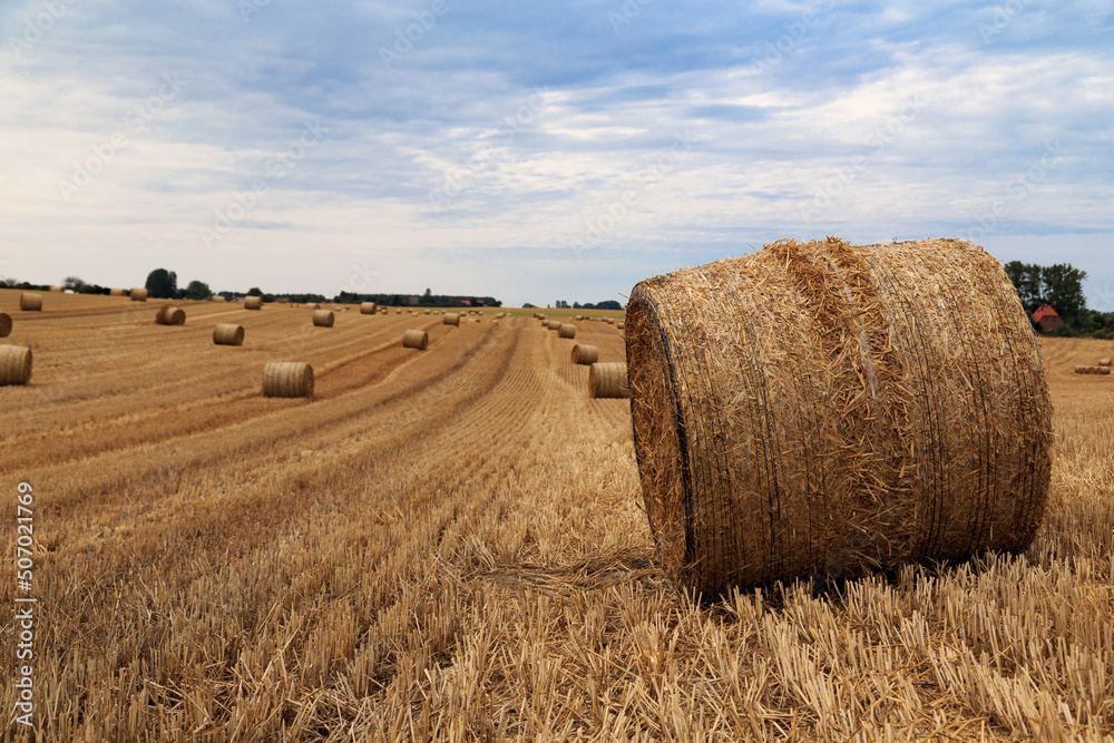 hay bales in the field