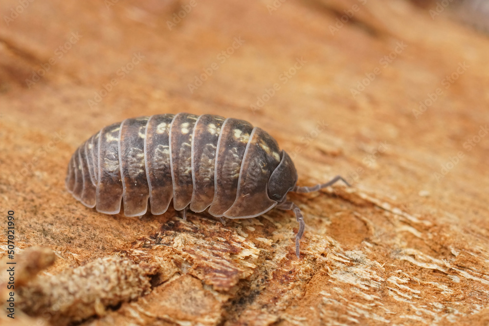 Closeup on common pill-bug woodlice, common pill-bug, Armadillidium vulgare, sitting on a piece of wood Closeup on common pill-bug woodlice, common pill-bug, Armadillidium vulgare, sitting on a piece of wood