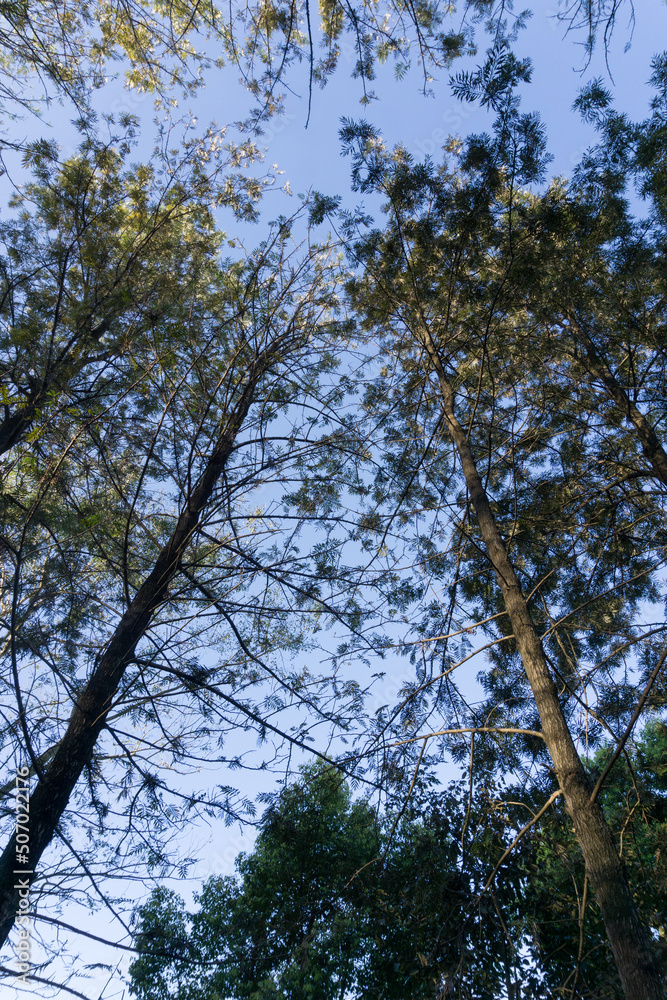 Wide angle upward canopy shot in a beautiful green trees in the forest of Dehradun, Uttarakhand India. Wide angle upward canopy shot in a beautiful green trees in the forest of Dehradun, Uttarakhand India.