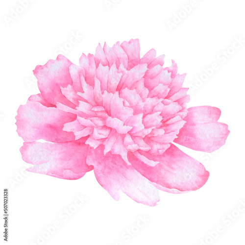 Pink peony flower isolated on white background © Marina_birdsoul