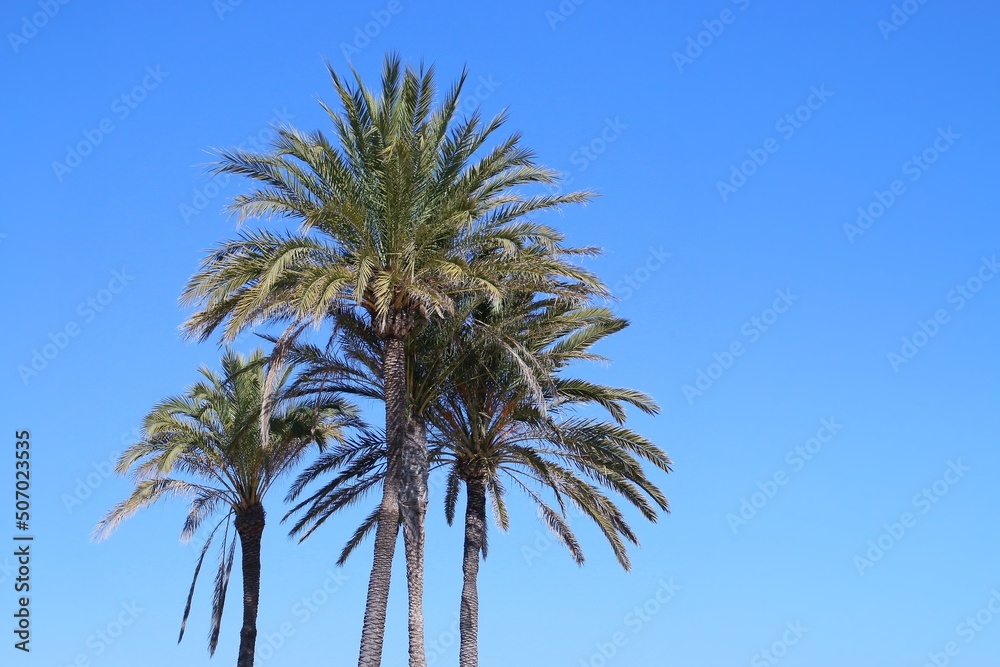 Fondo de escritorio de palmeras en la playa, Valencia, España. Palmeras con un cielo despejado y azul en la playa de la Malvarrosa. Fondo de escritorio de palmeras en la playa, Valencia, España. Palmeras con un cielo despejado y azul en la playa de la Malvarrosa.