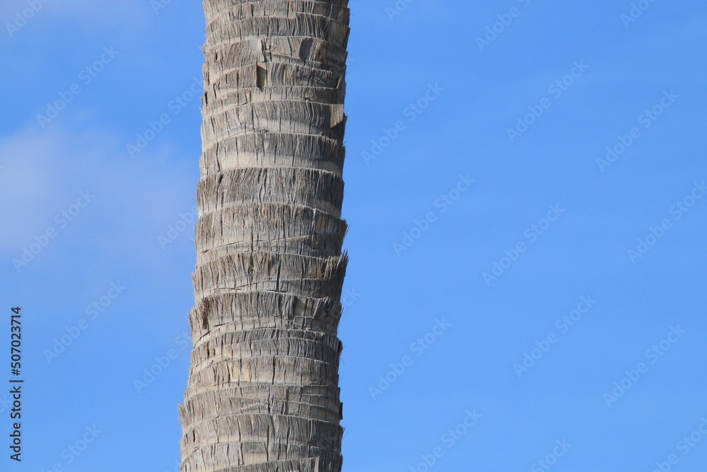 Fondo de escritorio de un tronco de palmera en la playa, Valencia, España. Tronco de una palmera con un cielo despejado y azul en la playa de la Malvarrosa.