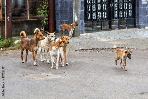 Canvas Print Half-a-dozen stray street dogs roaming in a residential area in north India