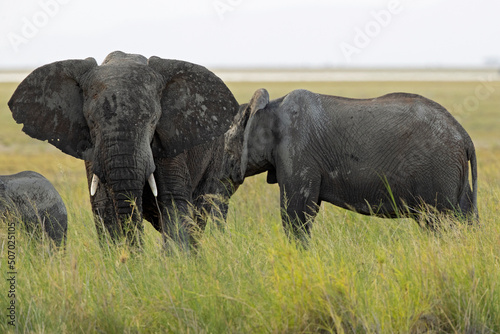 A large group of African elephants  Loxodonta africana  walking in the savannas of Kenya