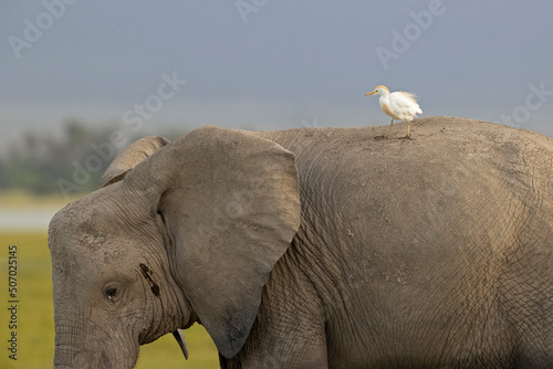 A African elephant (Loxodonta africana) with a cattle egret on its back in Kenya