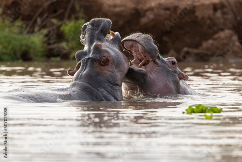 Canvas Print A group of  hippopotamus (Hippopotamus amphibius) relaxing in the water