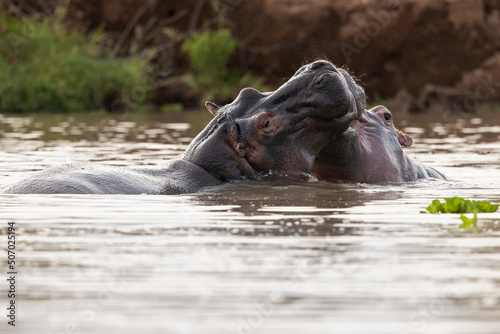 A group of  hippopotamus (Hippopotamus amphibius) relaxing in the water © Bouke