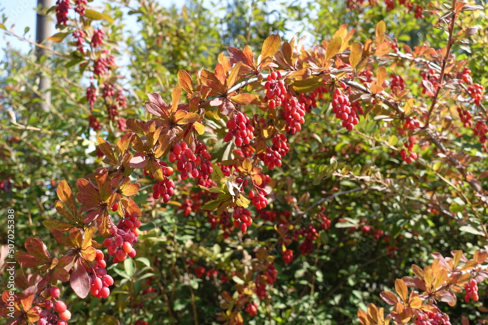 Autumnal foliage and panicles of red berries of common barberry in September