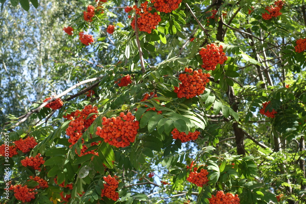 Corymbs of orange berries of European rowan in mid September