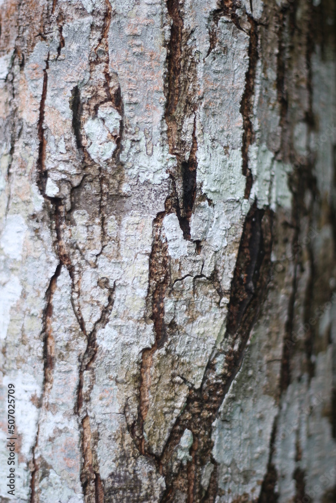 Obraz premium bark texture