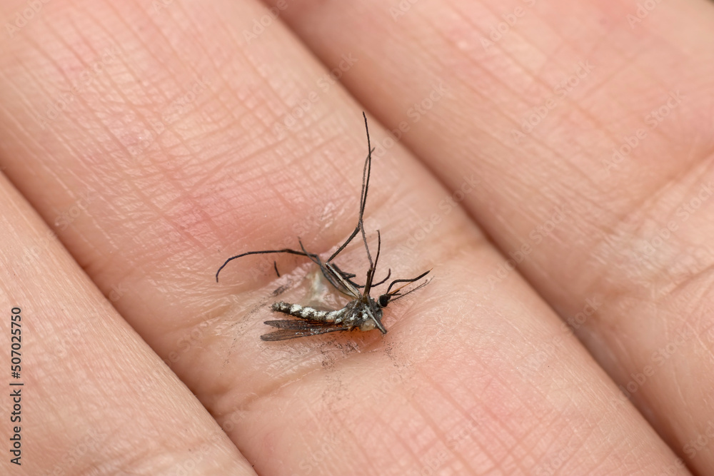 Dead mosquito lay on it's side on human finger. Macro photography. Dead mosquito lay on it's side on human finger. Macro photography.