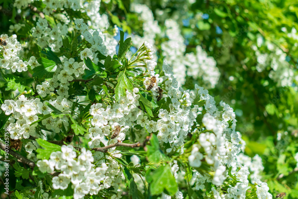 Cherry tree flowers with bee. Spring white flowers on a tree branch. Cherry tree flowers with bee. Spring white flowers on a tree branch.