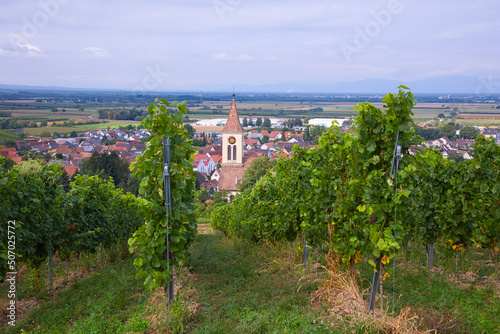 View from the vineyards down to the village of Auggen.