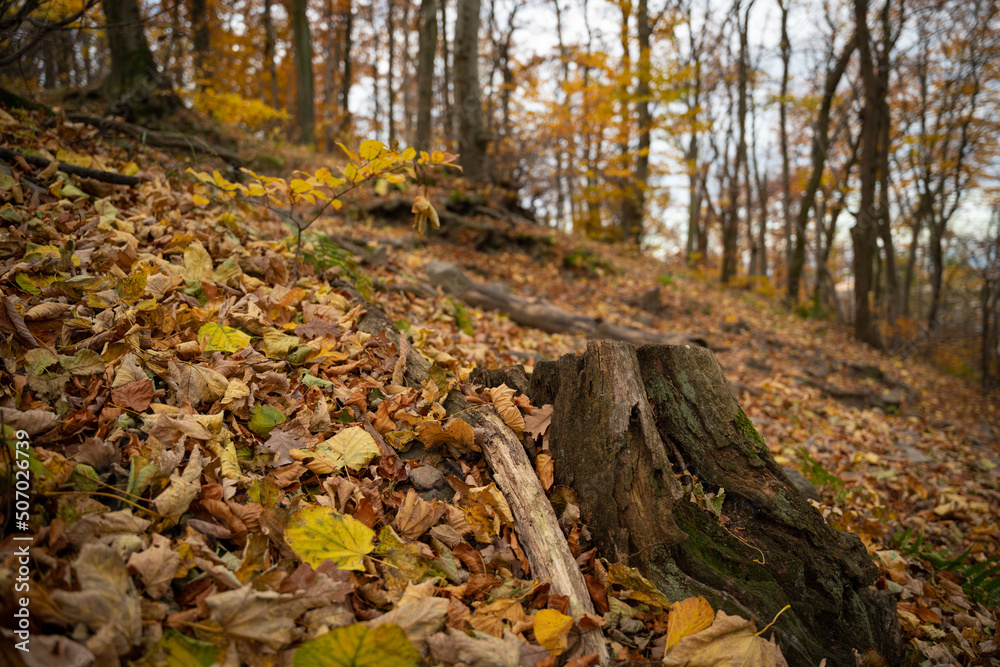 Obraz premium A mountain hiking trail shrouded in lots of leaves lying on it.