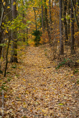 A mountain hiking trail shrouded in lots of leaves lying on it.