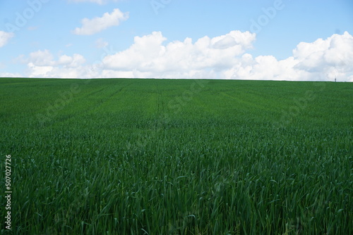 Grünes Weizenfeld vor blauem Himmel mit weißen Wolken bei Sonne im Frühling 