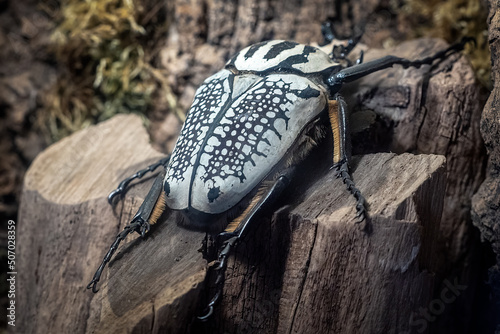 Goliath Beetle, Goliathus. The largest beetle on a tree trunk.