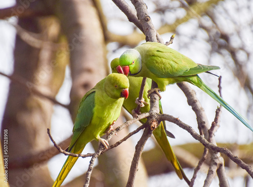 Three ring-necked parakeets on a tree in a park. photo