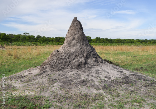 A large termite mound in Zimbabwe photo