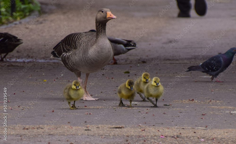 Fototapeta premium Greylag goose and goslings go for a stroll in a park