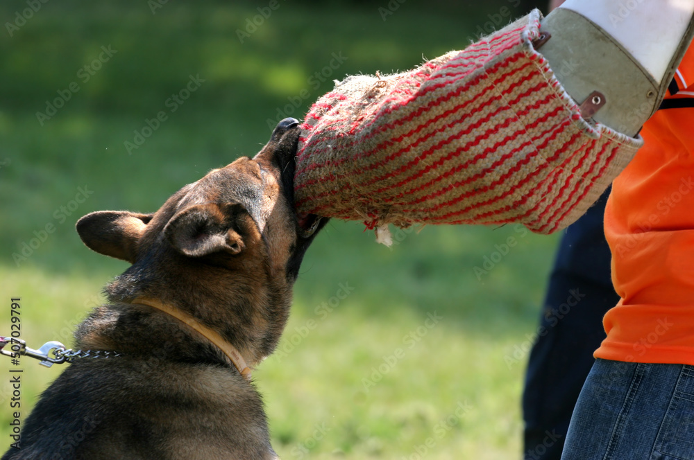 Obraz premium Trained police dog catching the hand of robber