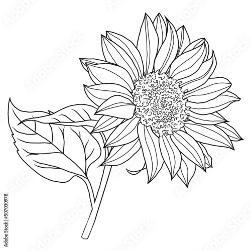 Vector line sunflower. Summer nature. Hand drawn style flower illustration