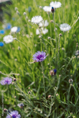 meadow with flowers, cornflowers in the meadow, 