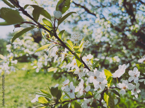 Tender blooming fruit tree  white flowers tree blossom 