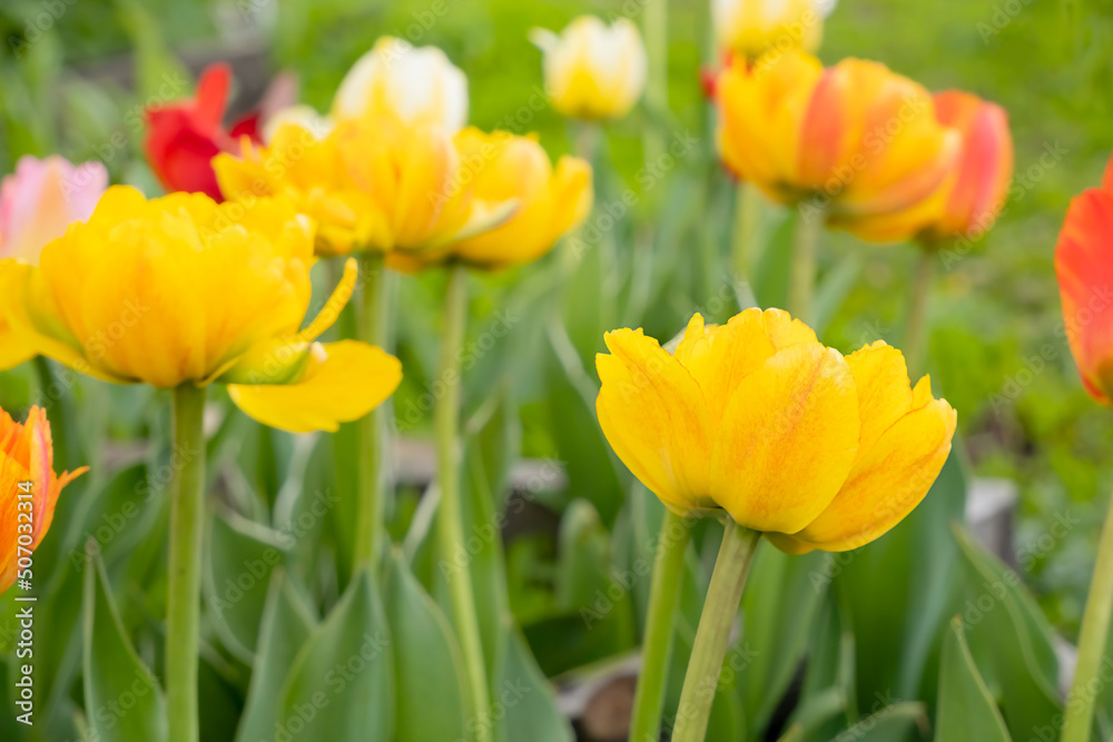 Beautiful spring flower background with tulip flowers. Varietal double tulips, photos with an emphasis on one flower of variegated color. High quality photo Beautiful spring flower background with tulip flowers. Varietal double tulips, photos with an emphasis on one flower of variegated color. High quality photo