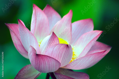 Blossoming lotus flower