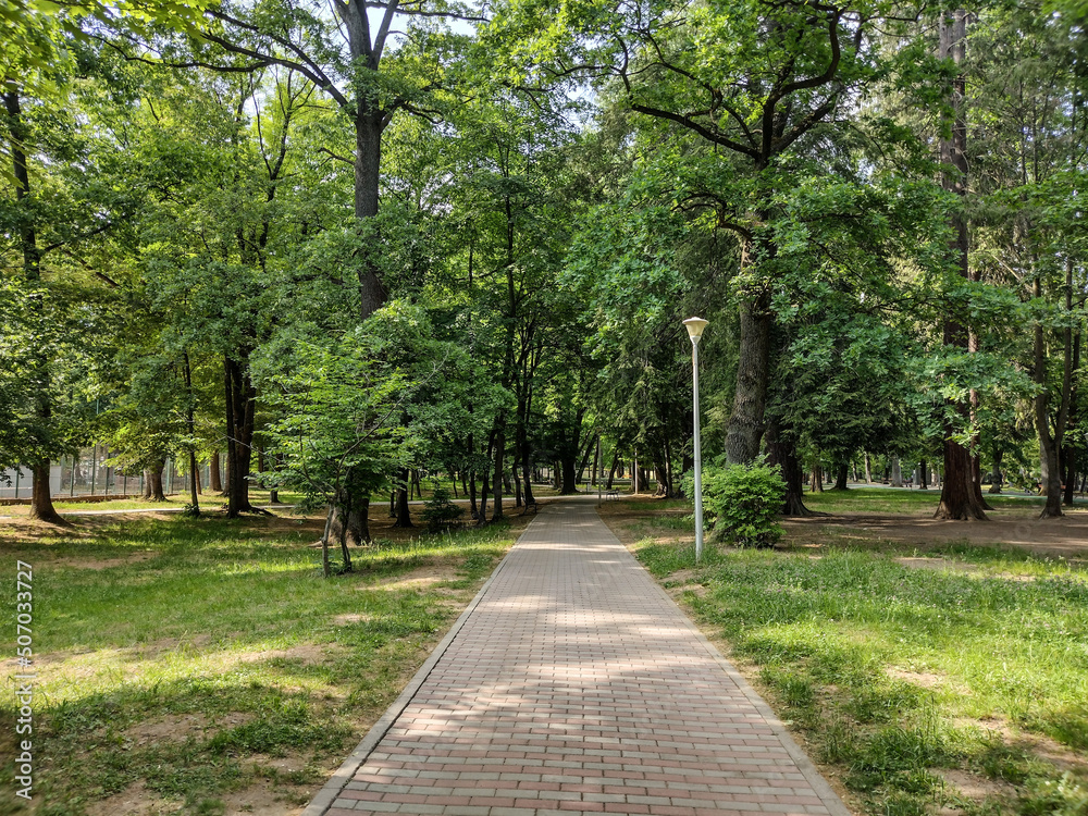 alley in the park in May - Baia Mare city, Romania