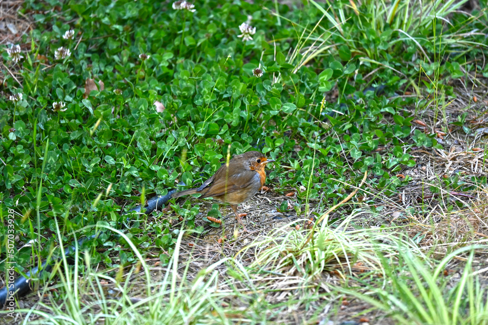 Robin - Erithacus rubecula. A close up of a European Robin (Erithacus rubecula)