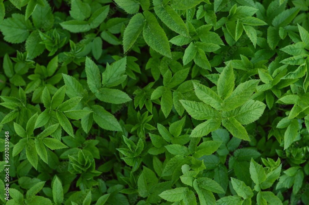 Green grass texture for background. Green lawn pattern and texture background. Close-up. Green grass texture for background. Green lawn pattern and texture background. Close-up.